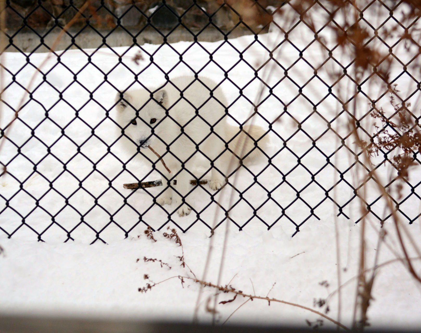 010221-bara-news-bear-04